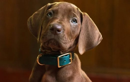 Scooby-Doo – veja as primeiras imagens do cachorrinho na série live-action da Netflix