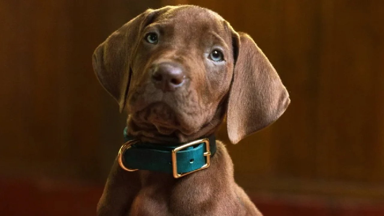 Scooby-Doo – veja as primeiras imagens do cachorrinho na série live-action da Netflix